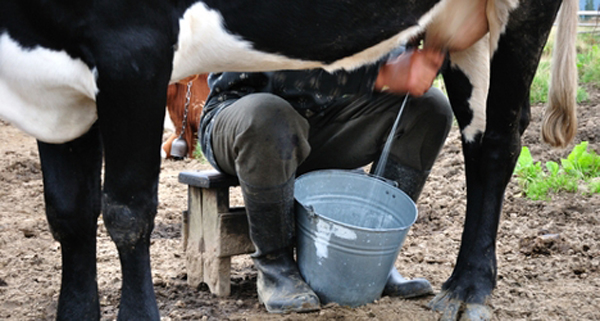 Cần chọn lựa nơi vắt sữa tươi đảm bảo đủ các tiêu chí an toàn vệ sinh thực phẩm