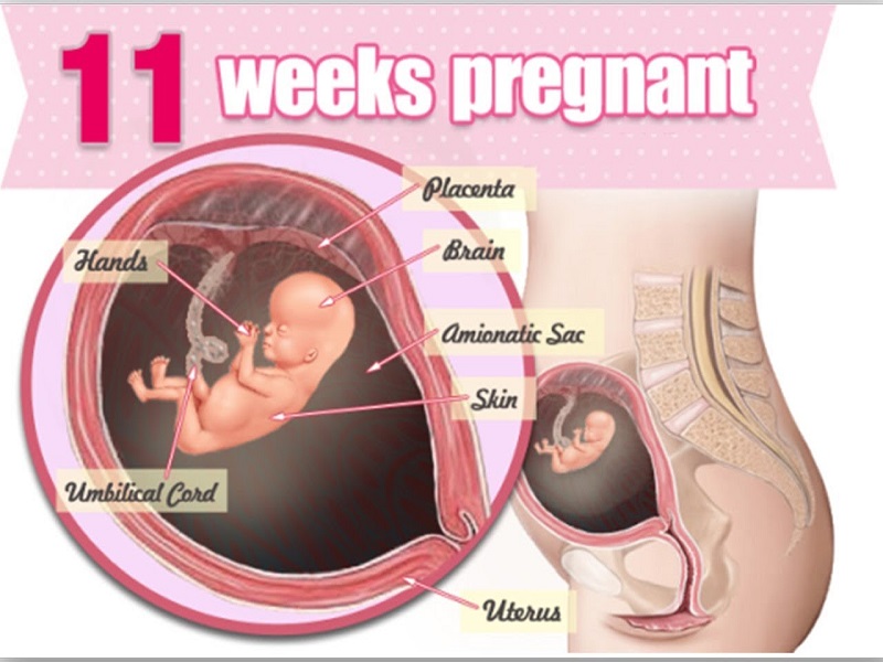 Các giai đoạn phát triển của thai nhi ở tuần thứ 11