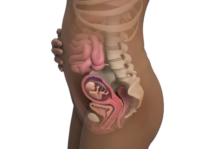 Các giai đoạn phát triển của thai nhi ở tuần thứ 15